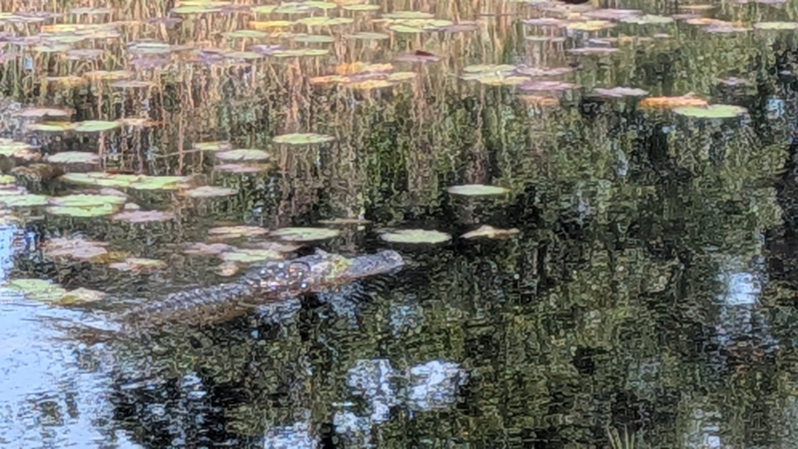 Gulf Shores — Wildlife, Bikes, and a Beachful of Shells
