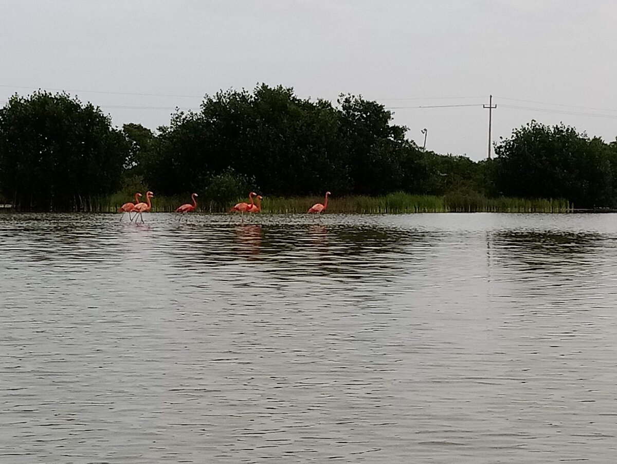 Flamingo/Birds Boat Tour - Videos