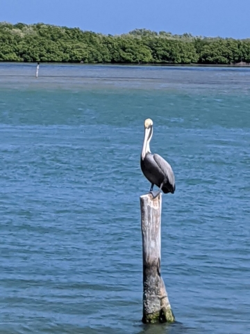 Perched Pelican at Rio Lagartos