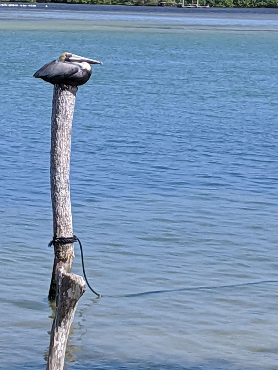 Sleeping Pelican, perched on tree stump