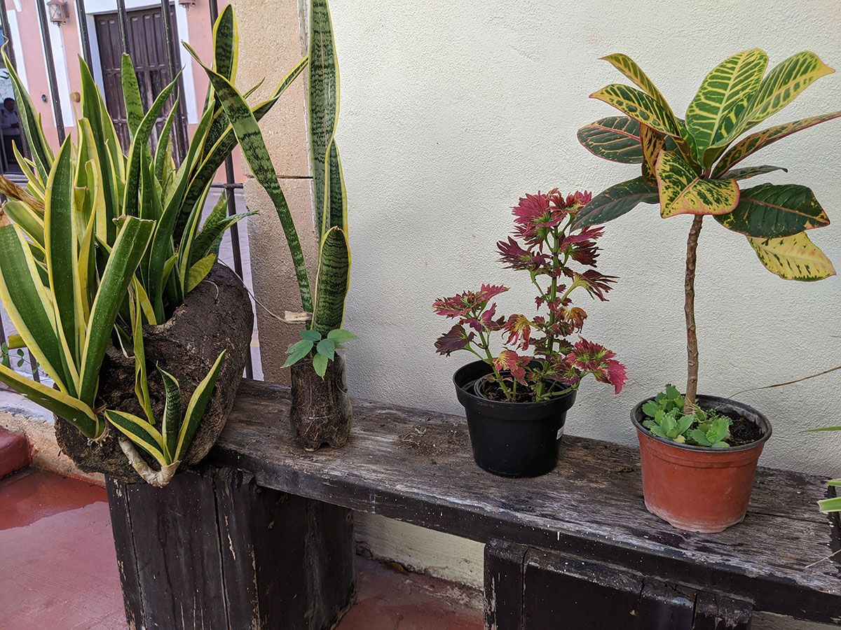Assorted plants on bench of restaurant along Street of the Friars