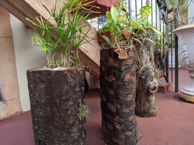 Palm trees used as pot for plants in restaurant.