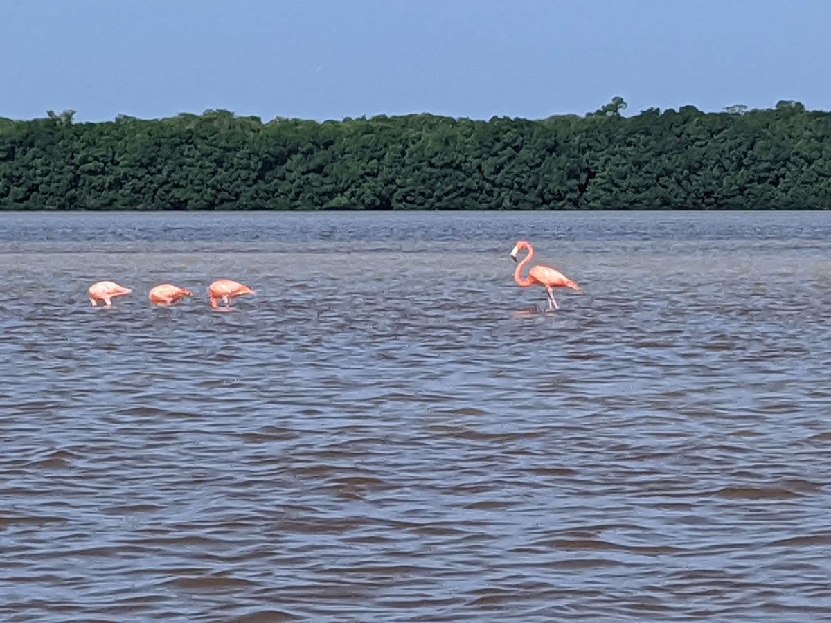 Flamingos in Celestun