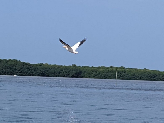 Pelican in flight near Celestun