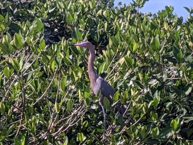 Reddish Egret in mangroves near Celestun
