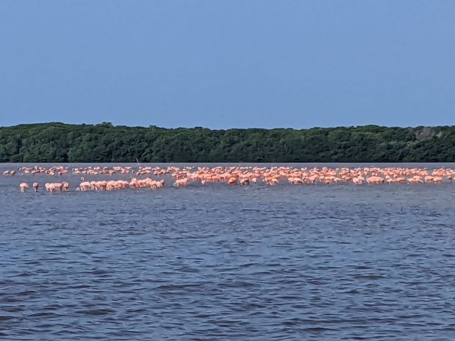 Flamingos wading near Celestun