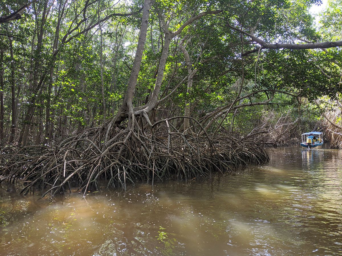 Boat tour in the mangroves near Celestun