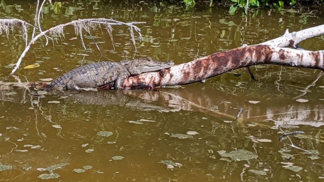 Alligator resting on limb in water near Celestun