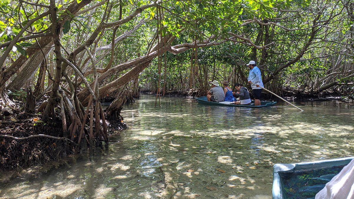 Sisal Boat tour in mangroves