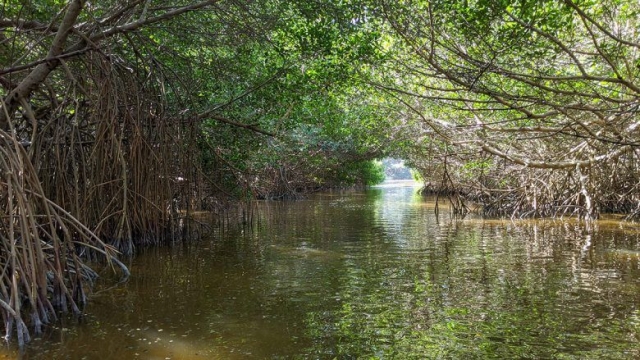 Trees and limbs creating a tunnel through the mangroves near Celestun