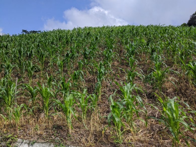 Cornfields in Chiapas mountains