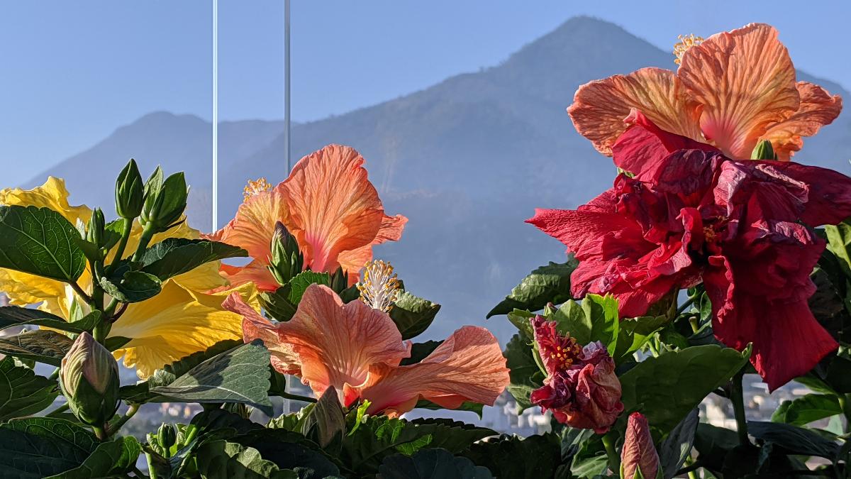 Flowers on rooftop with mountains in background