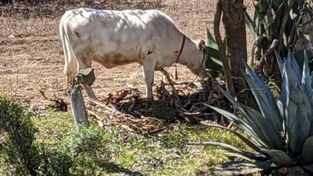Mountain cow in Mexico