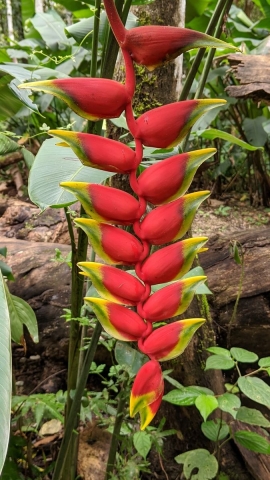 Palenque Flora